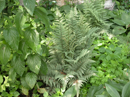 Japanese Painted Fern